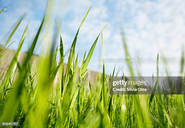 grass - low angle view grass stock pictures, royalty-free photos & images