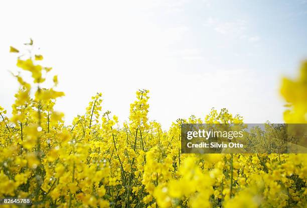 rapeseed - colza foto e immagini stock