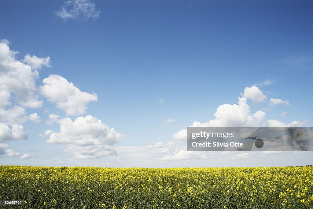 Rapeseed field