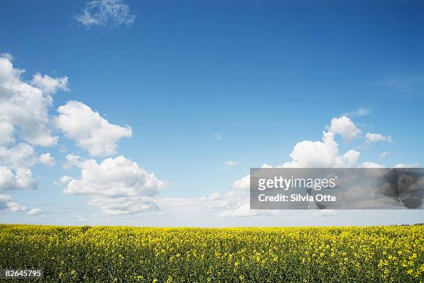 rapeseed field - cloud sky stock-fotos und bilder