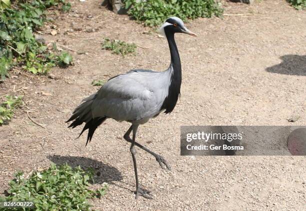 demoiselle crane (anthropoides virgo) - demoiselle crane stock pictures, royalty-free photos & images