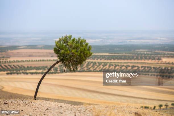 landscape in andalusia/ spain - one tree, curved by the wind - bendy stock pictures, royalty-free photos & images