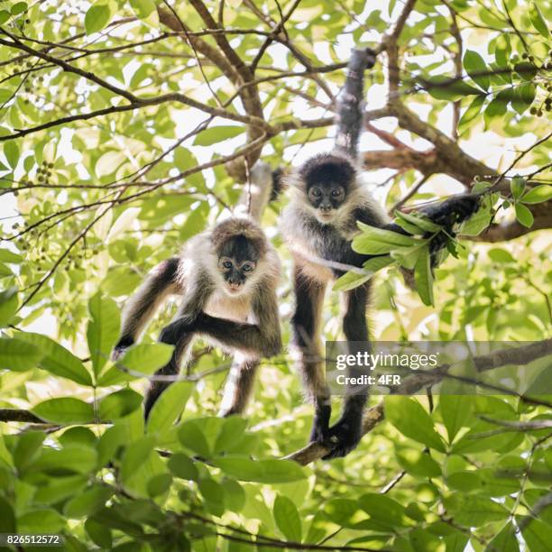 macacos-aranha, costa rica - macaco aranha - fotografias e filmes do acervo