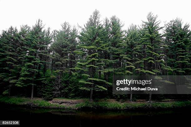 trees on the side of a lake - kiefer stock-fotos und bilder