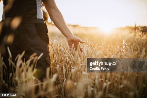 berühren der harvest - grain field stock-fotos und bilder