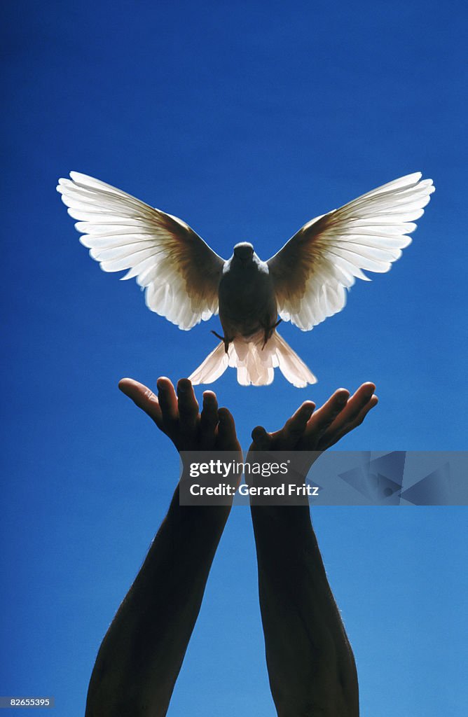 Hands releasing a white dove.