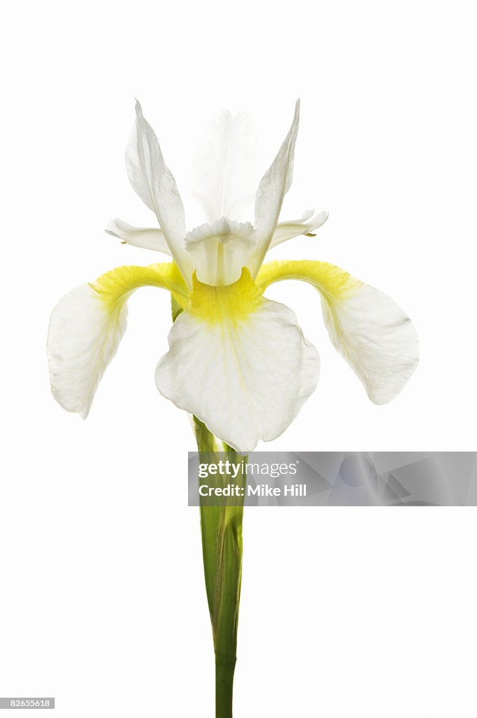 White Iris against white background
