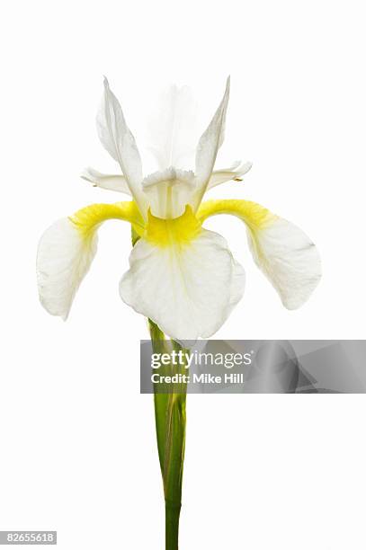 white iris against white background - iris 個照片及圖片檔