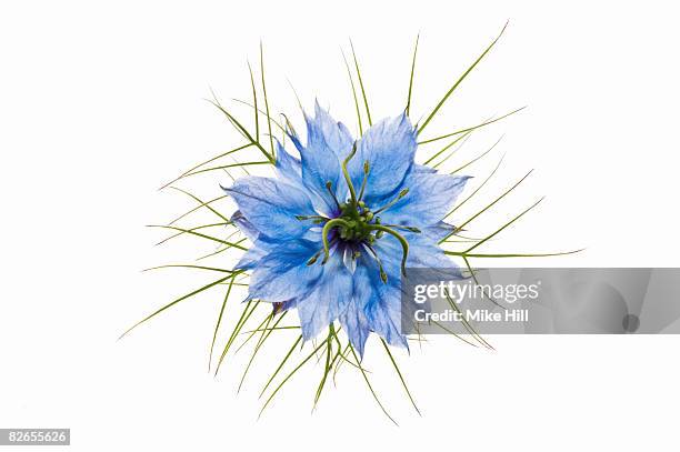 love in the mist flower against white background  - nigella stock pictures, royalty-free photos & images