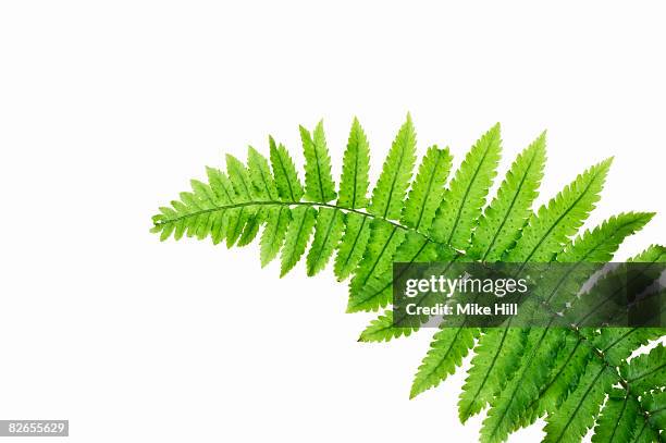 close up of fern leaf against white background - farn stock-fotos und bilder