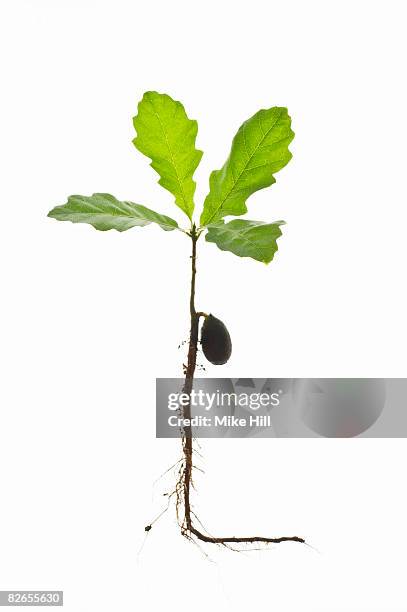 oak sapling against white backround  - seedling stock pictures, royalty-free photos & images