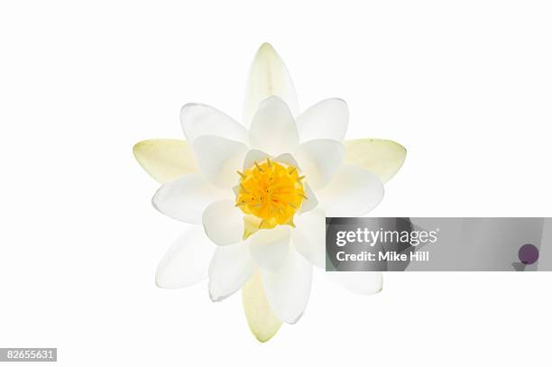 water lily flower against white background - water lily stock pictures, royalty-free photos & images