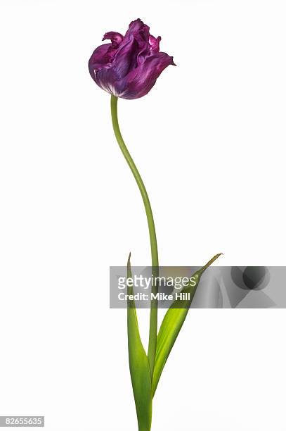 blue parrot tulip against white background - plant stem stock pictures, royalty-free photos & images