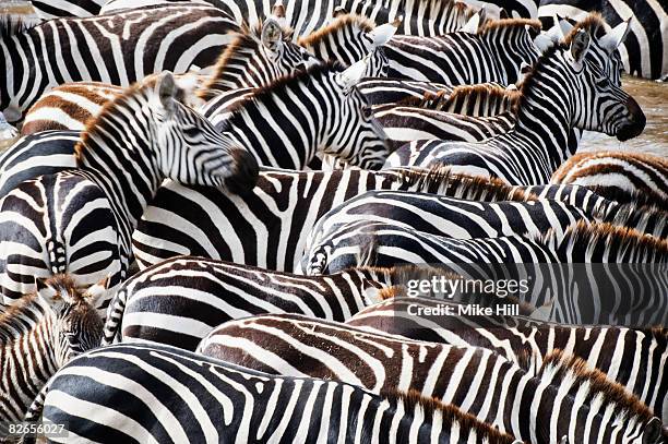 herd of burchell's zebras - herd stockfoto's en -beelden