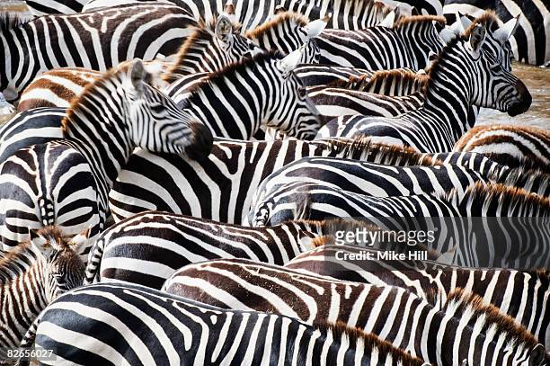 herd of burchell's zebras - zebra herd stock pictures, royalty-free photos & images