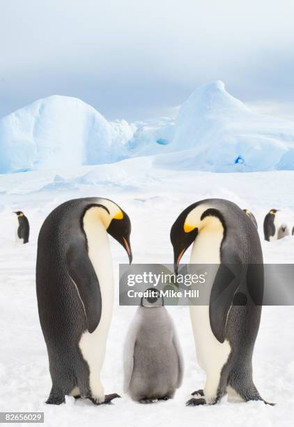 emperor penguins with chick - emperor penguin stock pictures, royalty-free photos & images