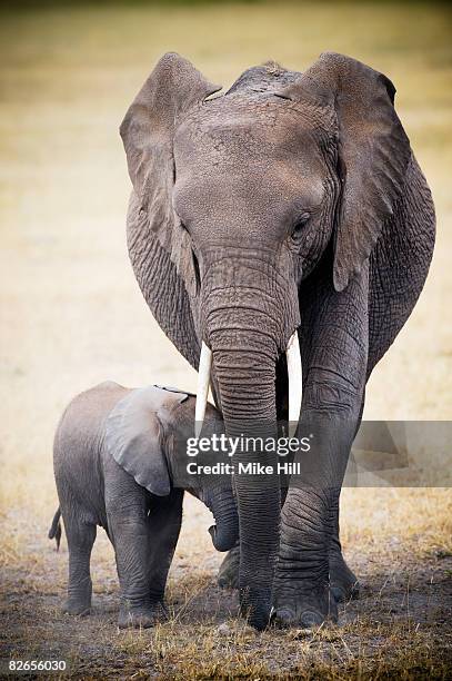 female african elephant and young calf - baby elephant walking stock pictures, royalty-free photos & images