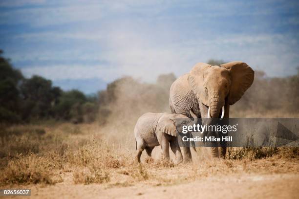 african elephant mother and calf - africa elephant calf stock pictures, royalty-free photos & images