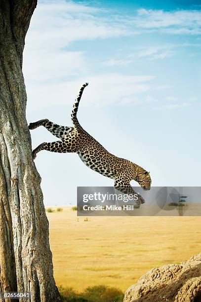 african leopard jumping from a tree,  - fauve photos et images de collection