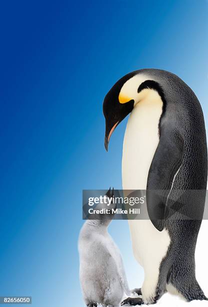 adult emperor penguin and chick - emperor penguin stock pictures, royalty-free photos & images
