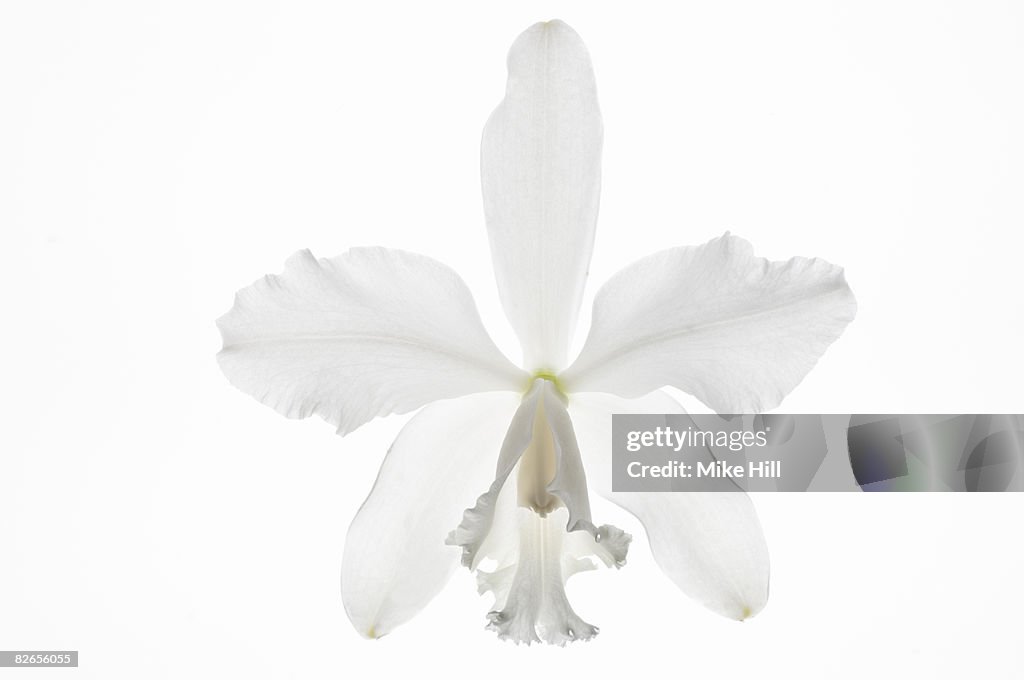 White Cattleya orchid against white background
