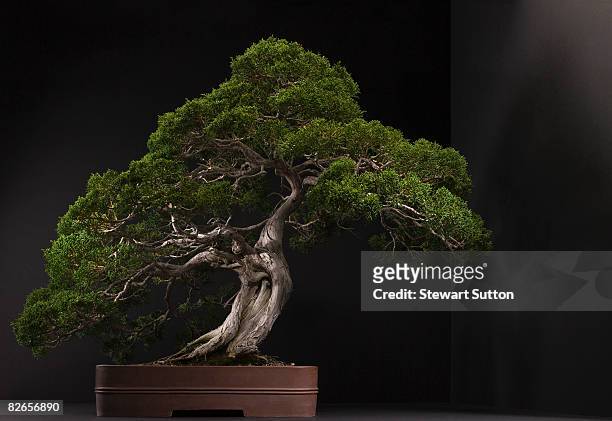 bonsai tree - bonsaiträd bildbanksfoton och bilder