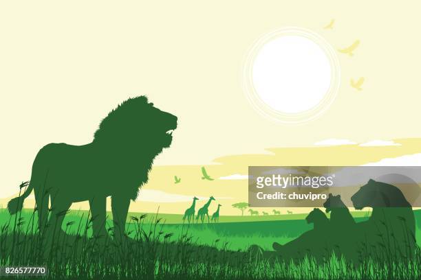 african safari background with roaring lions, lioness, cubs and giraffes - savannah animals silhouette stock illustrations