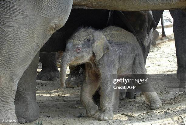Elephants at the zoo in Emmen, play with a newborn elephant on September 4, 2008. The baby was born unexpectedly in the morning outside the stables,...