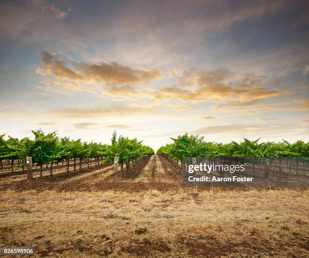 vineyard - vineyard australia stock-fotos und bilder