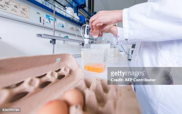 Picture taken on August 4, 2017 shows an employee of the Chemisches Veterinäruntersuchungsamt Münsterland-Emscher-Lippe cracking an egg at the...