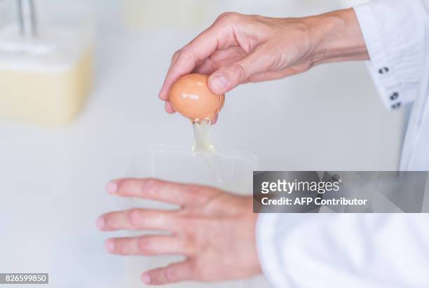 Picture taken on August 4, 2017 shows an employee of the Chemisches Veterinäruntersuchungsamt Münsterland-Emscher-Lippe cracking an egg at the...