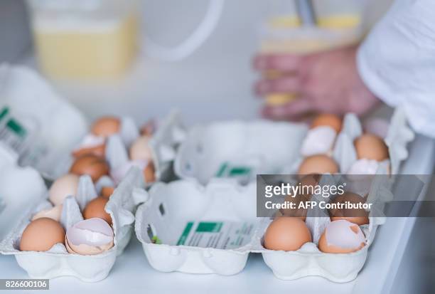 Picture taken on August 4, 2017 shows an employee of the Chemisches Veterinäruntersuchungsamt Münsterland-Emscher-Lippe whisking eggs at the...