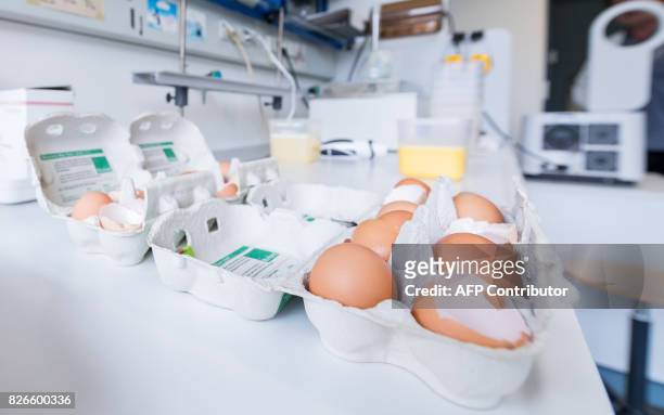 Picture taken on August 4, 2017 shows packages of eggs in a laboratory of the Chemisches Veterinäruntersuchungsamt Münsterland-Emscher-Lippe in...