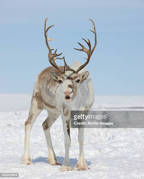 female reindeer screaming - female animal stock pictures, royalty-free photos & images