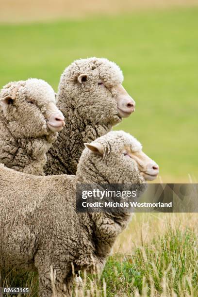 merino sheep, south island, new zealand - merino sheep stock pictures, royalty-free photos & images