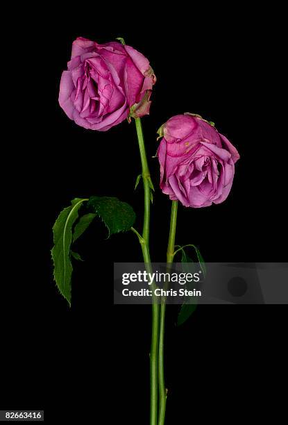 wilting pink roses - fiori appassiti foto e immagini stock