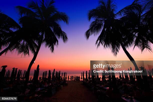 dark silhouettes of palm trees and amazing cloudy sky on sunset at tropical island in indian ocean. coconut tree with beautiful and romantic sunset. koh tao popular tourist destination in thailand. - fiji flower stock pictures, royalty-free photos & images