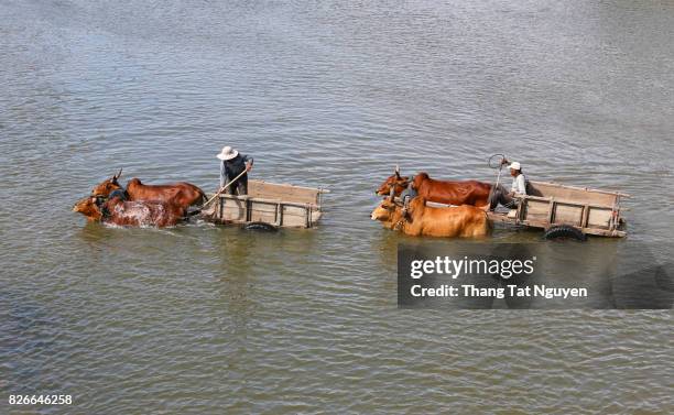 people with cow trolley in river in ninh thuan. cow bathing - cow ruining stock-fotos und bilder