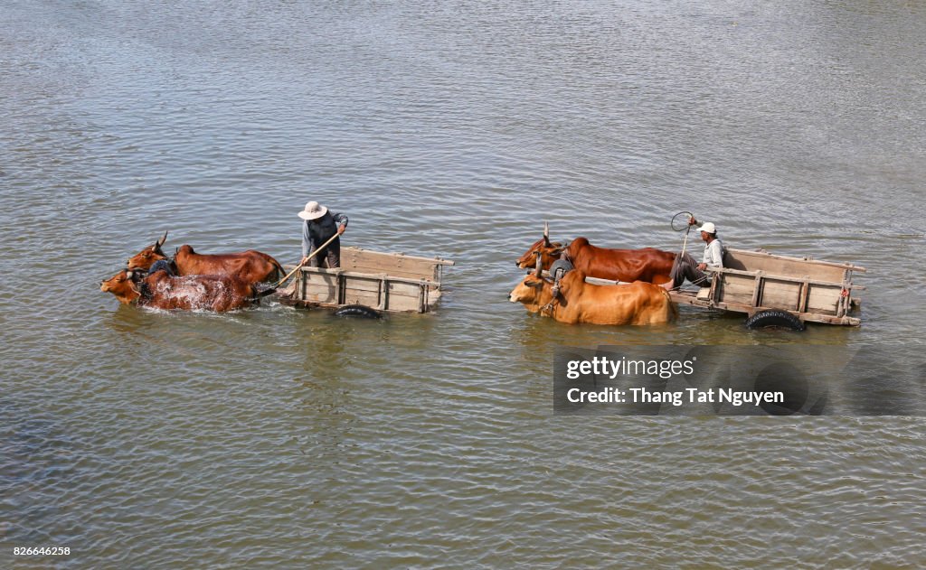 People with cow trolley in river in Ninh Thuan. Cow bathing