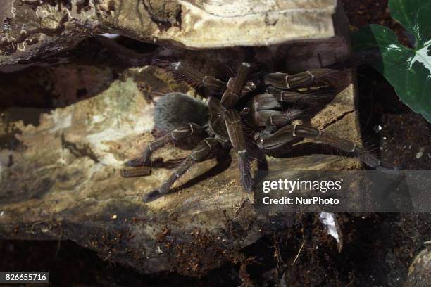 Tarantula Java 415 Big Tarantula Stock Photos, High-Res Pictures, and Images - Getty ...