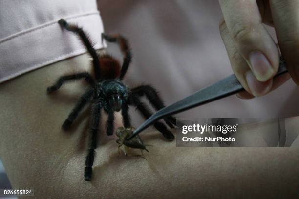 Tarantula Java The Queen Of Tarantula Photos and Premium High Res Pictures - Getty Images