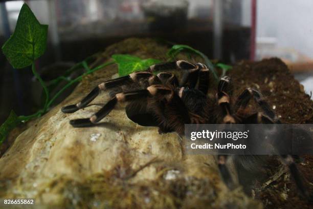Tarantula Java 36 A Geniculata Stock Photos, High-Res Pictures, and Images - Getty Images
