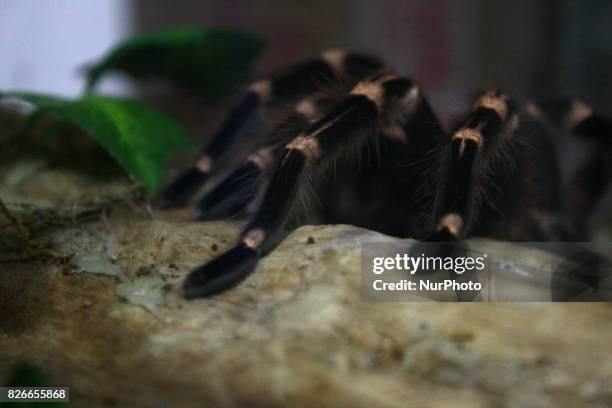 Tarantula Java 11 Acanthoscurria Stock Photos, High-Res Pictures, and Images - Getty ...
