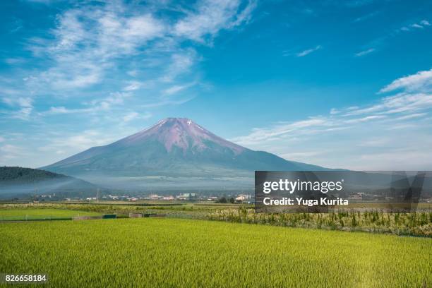 mt. fuji over rice fields in summer - präfektur yamanashi stock-fotos und bilder