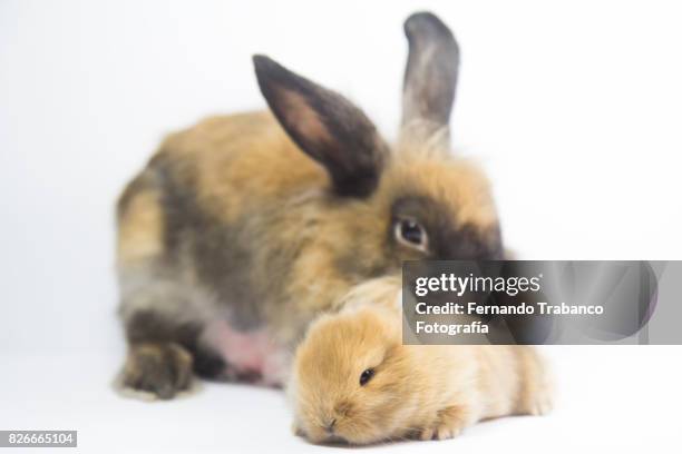 Baby Rabbit Skin Rabbit Skin Photos and Premium High Res Pictures - Getty Images