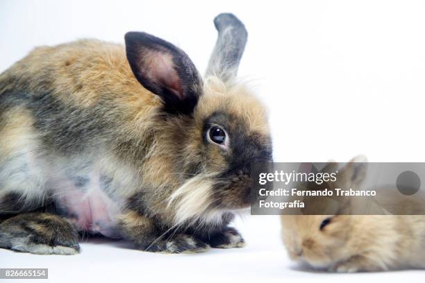 Baby Rabbit Skin 229 Rabbit Skin Stock Photos, High-Res Pictures, and Images - Getty Images