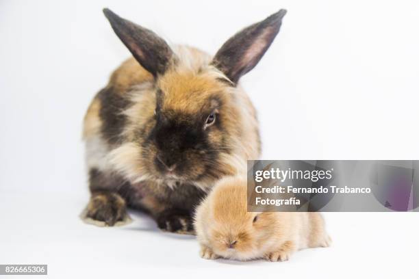 1,354 Flesh Eating Animal Photos and Premium High Res Pictures - Getty Images 1,354 Flesh Eating Animal Photos and Premium High Res Pictures - Getty Images