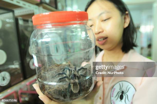 Tarantula Java 86 Woman Tarantula Stock Photos, High-Res Pictures, and Images - Getty ...