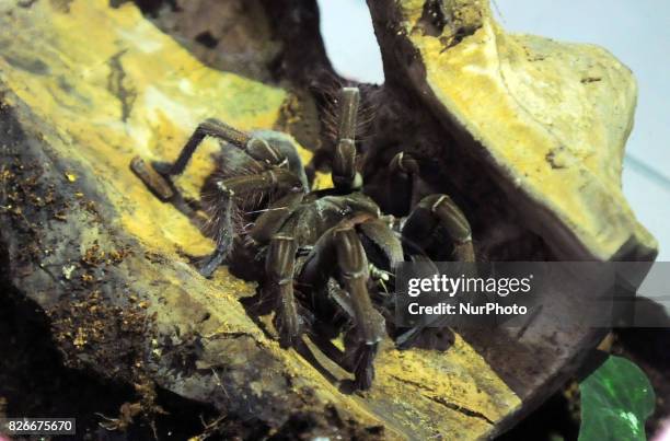 Tarantula Java 84 Woman Tarantula Stock Photos, High-Res Pictures, and Images - Getty ...