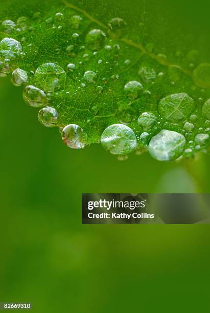 dew and raindrops on green leaf - kathy shower imagens e fotografias de stock